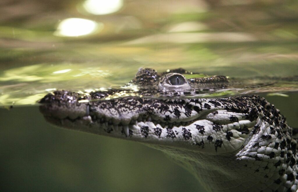 MARTIN OESER / KEYSTONE