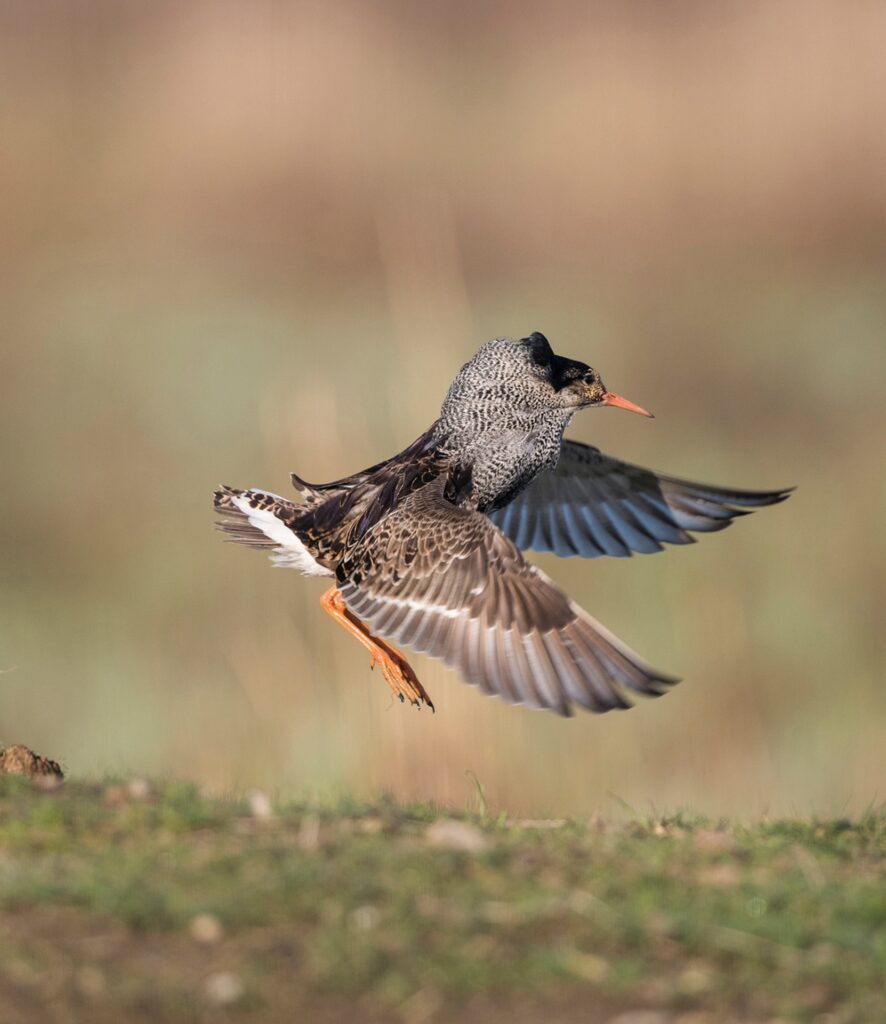 © Michael Gerber, all rights reserved