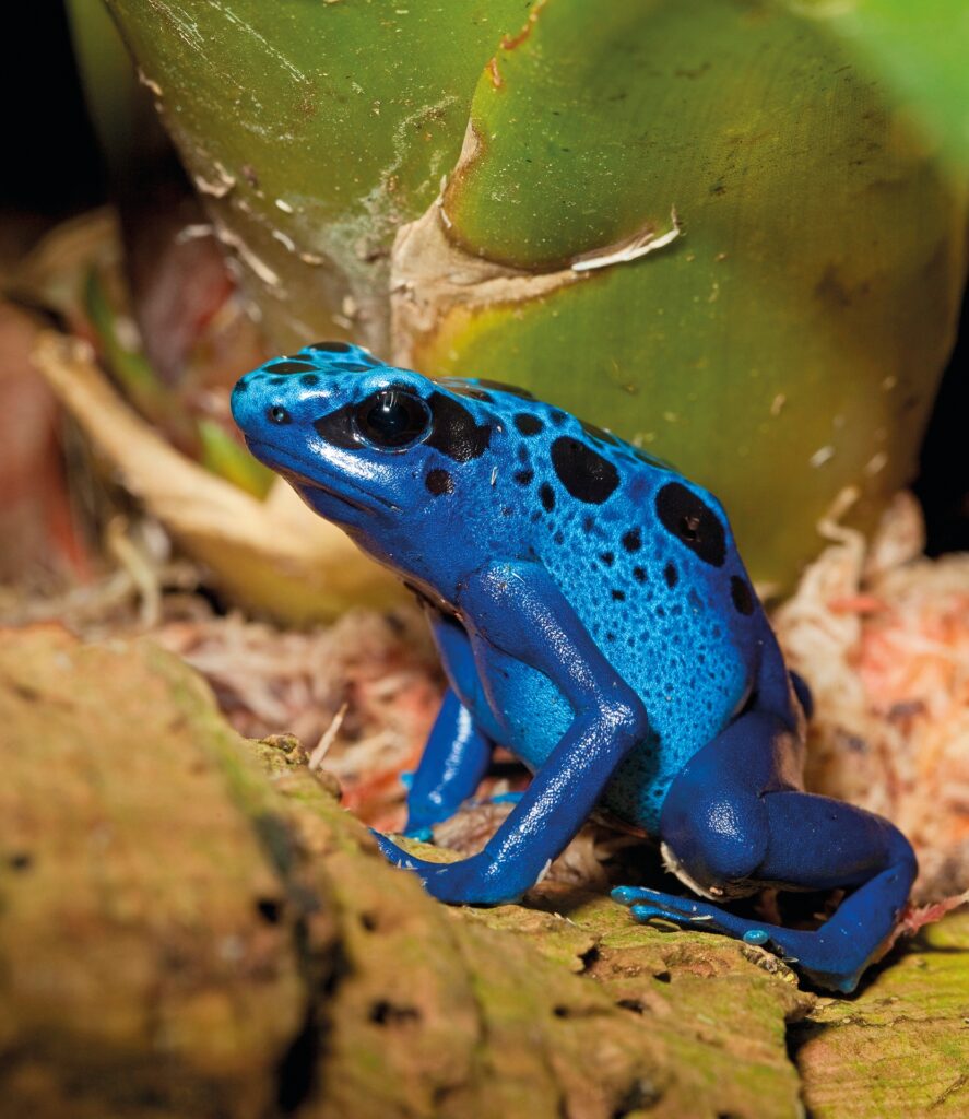 Credit: rod williams / Alamy Stock Photo