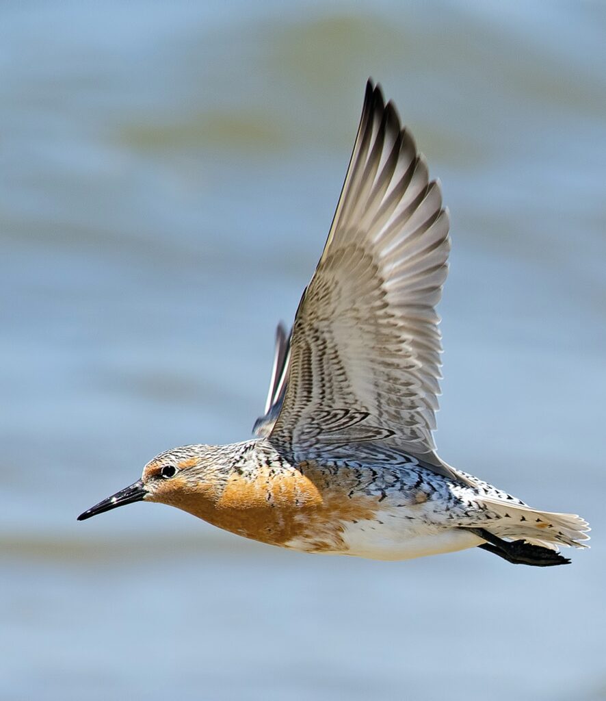 c 2016 Brian E Kushner/Shutterstock.  No use without permission.