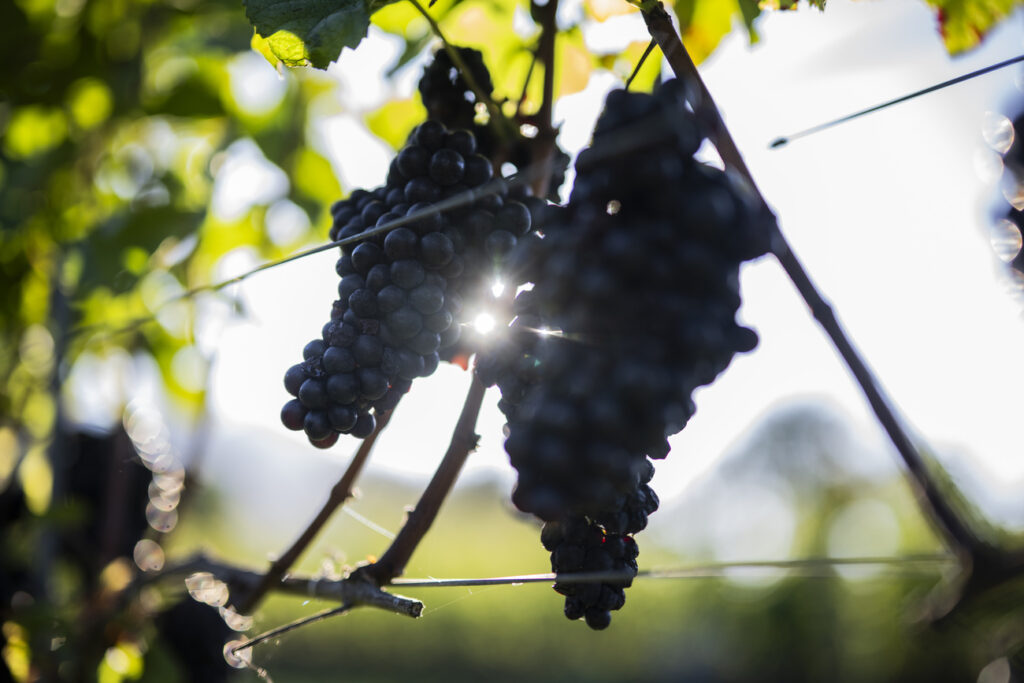 © KEYSTONE / GIAN EHRENZELLER