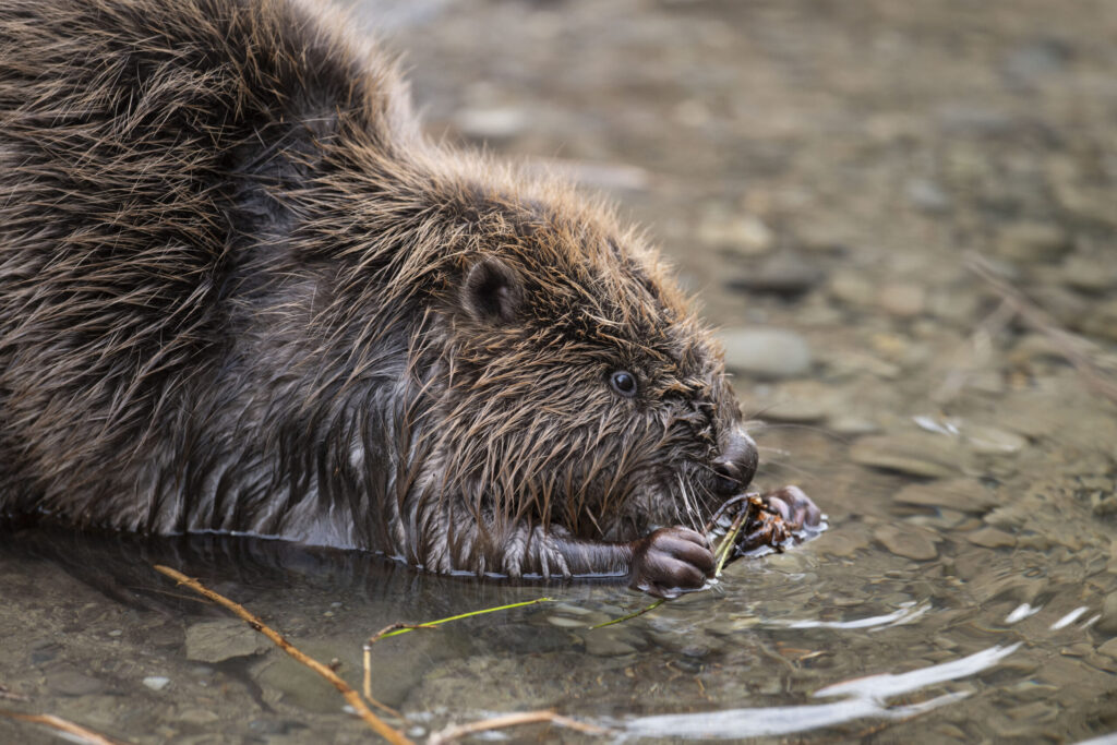 © KEYSTONE / CHRISTIAN BEUTLER