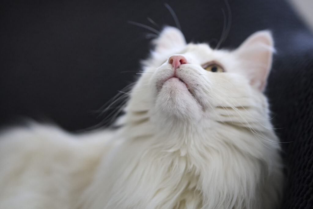 © KEYSTONE / CHRISTIAN BEUTLER