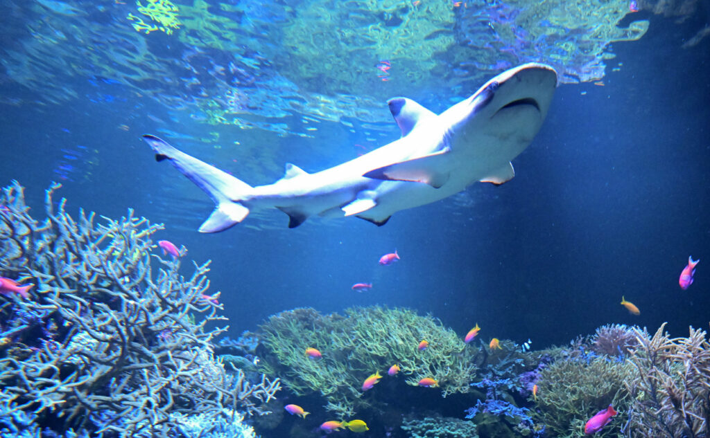 BERND WEISSBROD / KEYSTONE