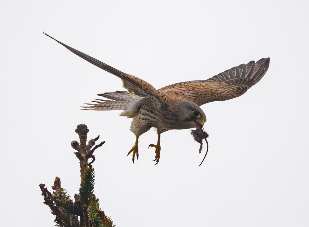 PATRICK PLEUL / KEYSTONE