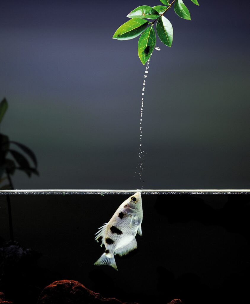 Credit: Nature Picture Library / Alamy Stock Photo