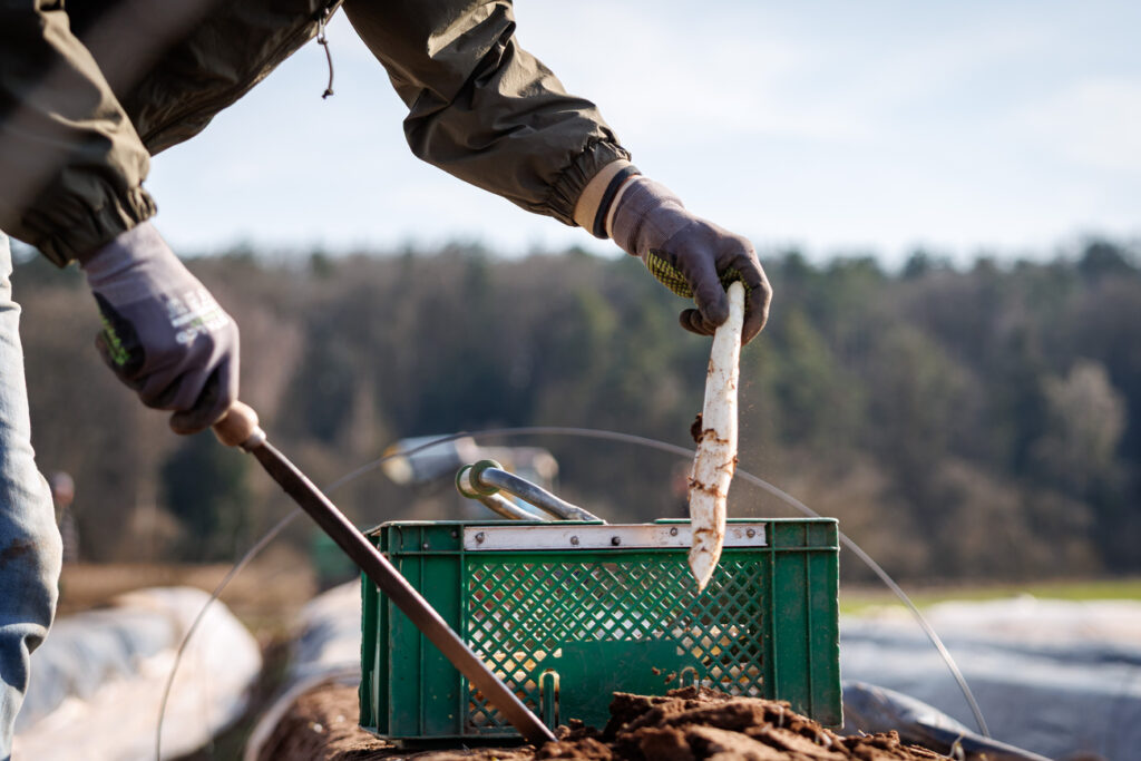 «Riesen-Herausforderung»: Mindestlohn bringt Deutschlands Spargelbauern an den Anschlag